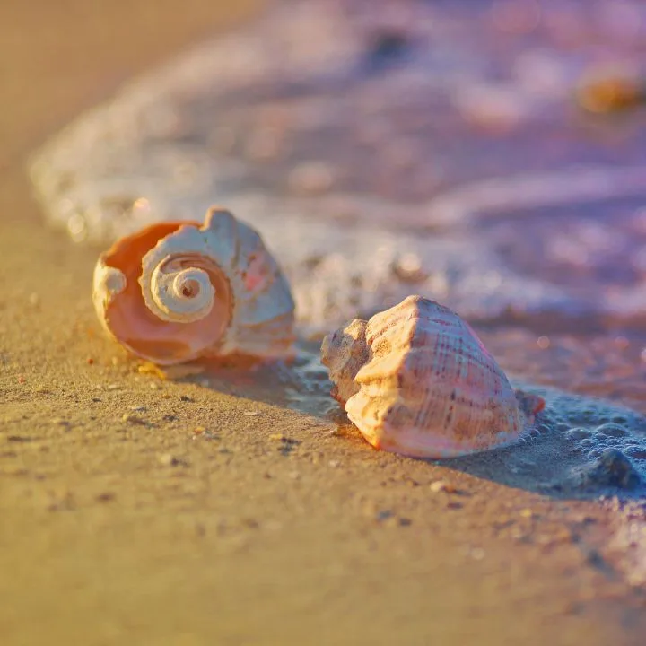 A couple of shells on the shore for seashell craft ideas