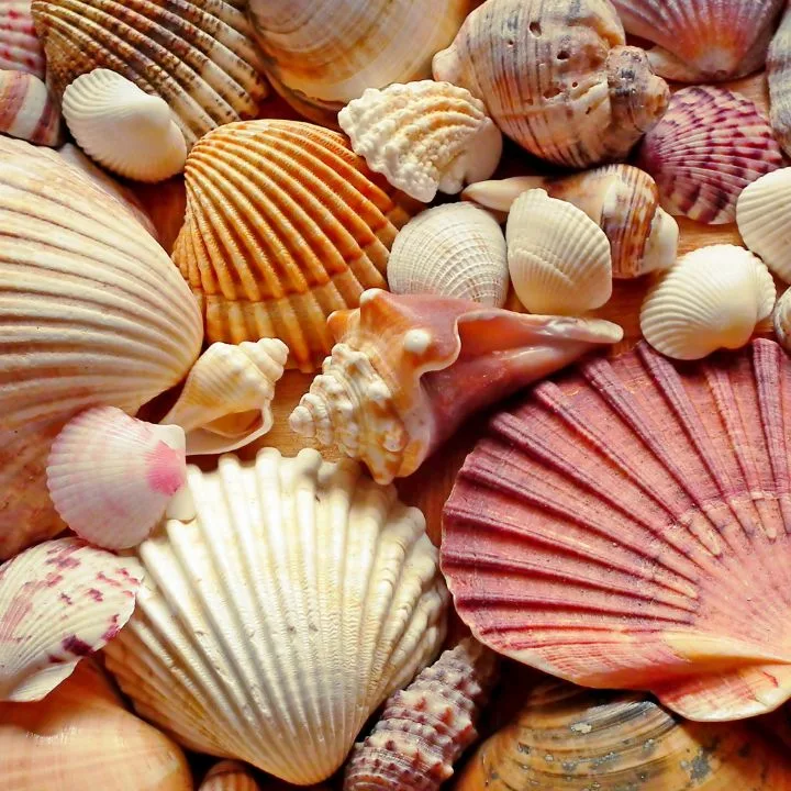 Different types of shells used in seashell craft ideas