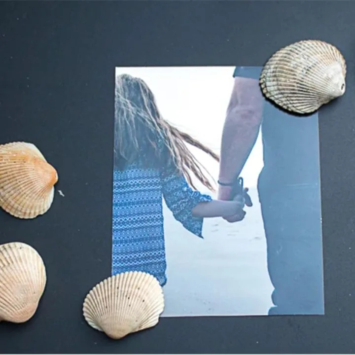 Seashell Magnets