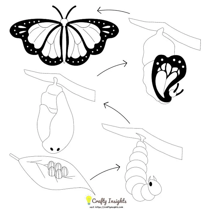 Simple drawing of butterfly life cycle