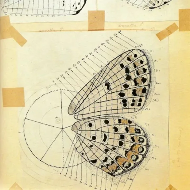 Scientific Butterfly Illustration by New York Public Library